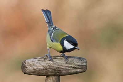 BUITEN BEELD Foto: 15662