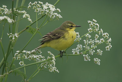 BUITEN BEELD Foto: 15754