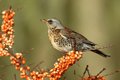 BUITEN BEELD Foto: 15768