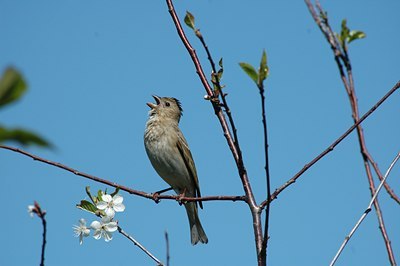 BUITEN BEELD Foto: 15783