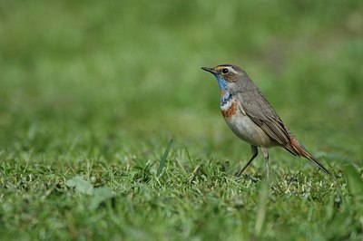 BUITEN BEELD Foto: 15803