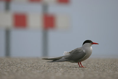 BUITEN BEELD Foto: 15838