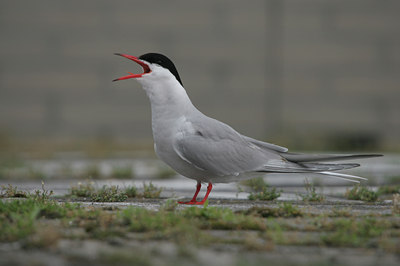 BUITEN BEELD Foto: 15844