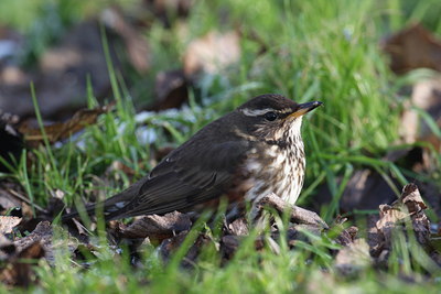 BUITEN BEELD Foto: 15943