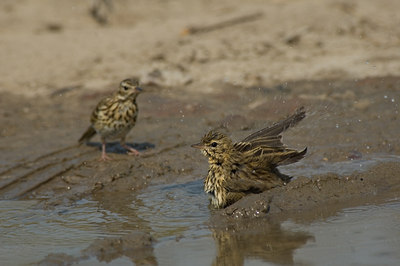 BUITEN BEELD Foto: 15973