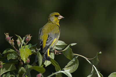 BUITEN BEELD Foto: 15976