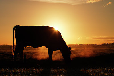 BUITEN BEELD Foto: 15978