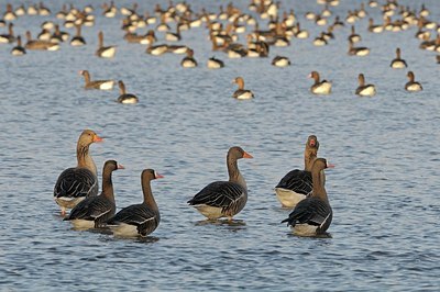 BUITEN BEELD Foto: 159005