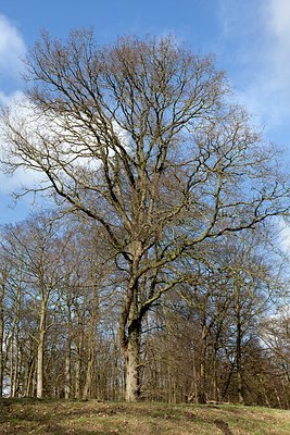 BUITEN BEELD Foto: 159026