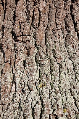 BUITEN BEELD Foto: 159029