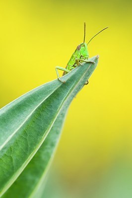 BUITEN BEELD Foto: 159075