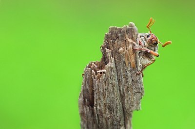 BUITEN BEELD Foto: 159080