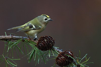 BUITEN BEELD Foto: 159096