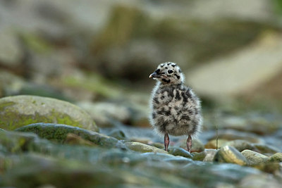 BUITEN BEELD Foto: 159104