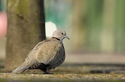 BUITEN BEELD Foto: 159164