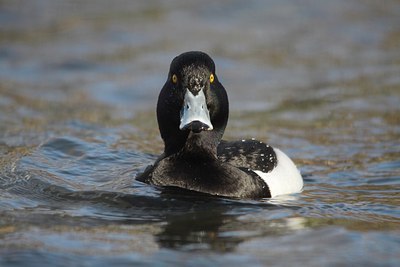 BUITEN BEELD Foto: 159169