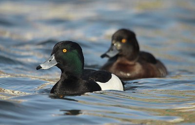 BUITEN BEELD Foto: 159171