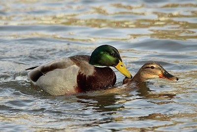 BUITEN BEELD Foto: 159172