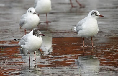 BUITEN BEELD Foto: 159173