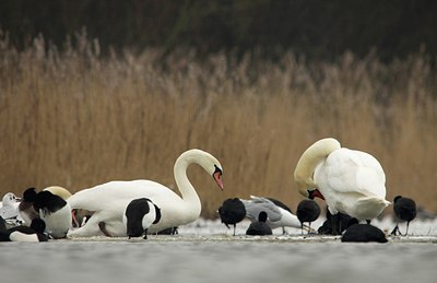 BUITEN BEELD Foto: 159176