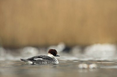 BUITEN BEELD Foto: 159179
