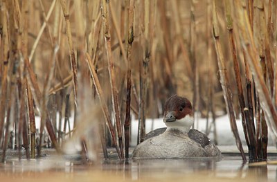 BUITEN BEELD Foto: 159187