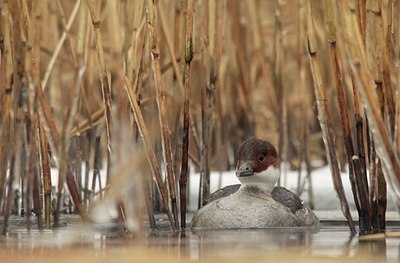 BUITEN BEELD Foto: 159187