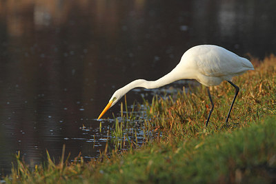 BUITEN BEELD Foto: 159203