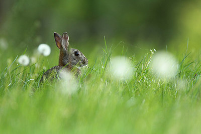 BUITEN BEELD Foto: 159207