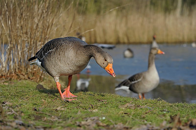 BUITEN BEELD Foto: 159296