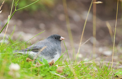 BUITEN BEELD Foto: 159330