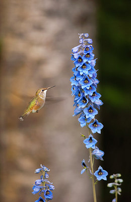 BUITEN BEELD Foto: 159333