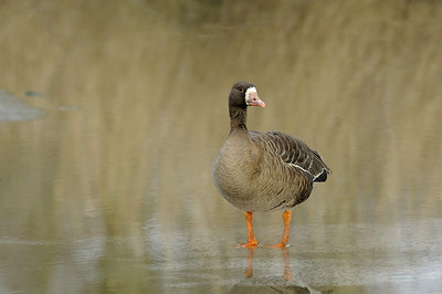 BUITEN BEELD Foto: 159347