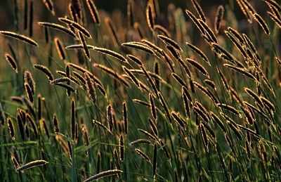 BUITEN BEELD Foto: 159425