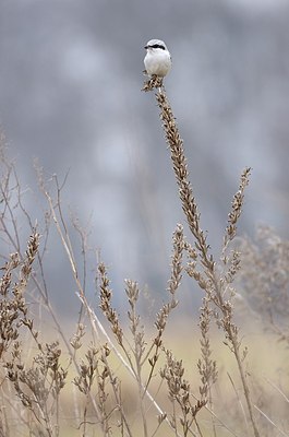BUITEN BEELD Foto: 159466