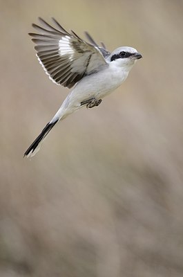 BUITEN BEELD Foto: 159470