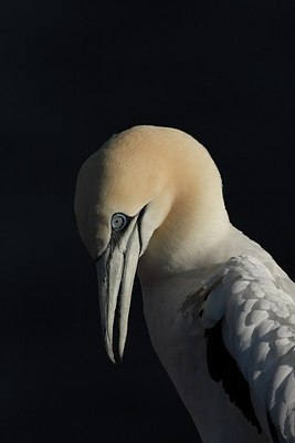 BUITEN BEELD Foto: 159476
