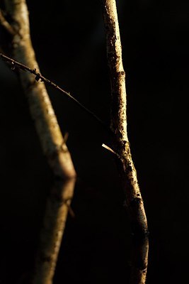 BUITEN BEELD Foto: 159538