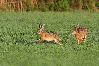 BUITEN BEELD Foto: 159555