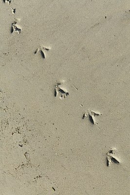 BUITEN BEELD Foto: 159595
