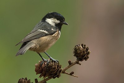 BUITEN BEELD Foto: 159607