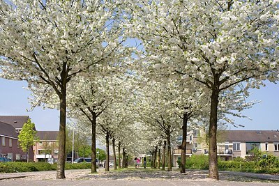 BUITEN BEELD Foto: 159625