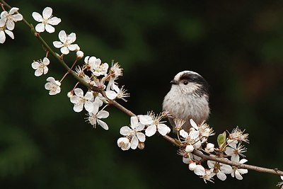 BUITEN BEELD Foto: 159632