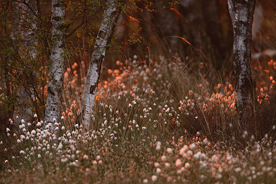 BUITEN BEELD Foto: 159653