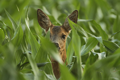 BUITEN BEELD Foto: 159655