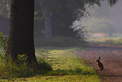 BUITEN BEELD Foto: 159659