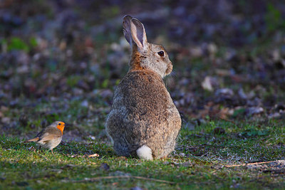 BUITEN BEELD Foto: 159669