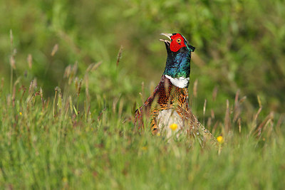 BUITEN BEELD Foto: 159673