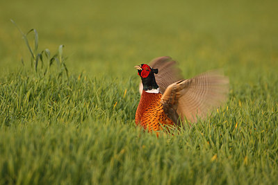 BUITEN BEELD Foto: 159675