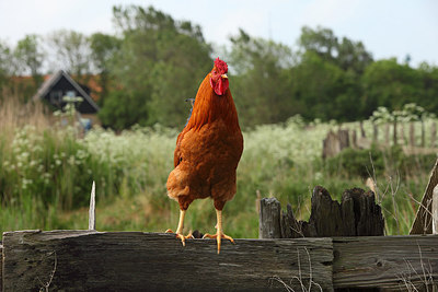 BUITEN BEELD Foto: 159677